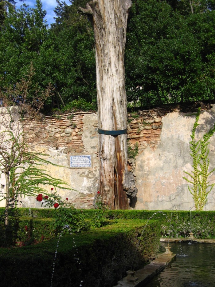 Cipresso della Sultana - Foto Nicola Ulivieri