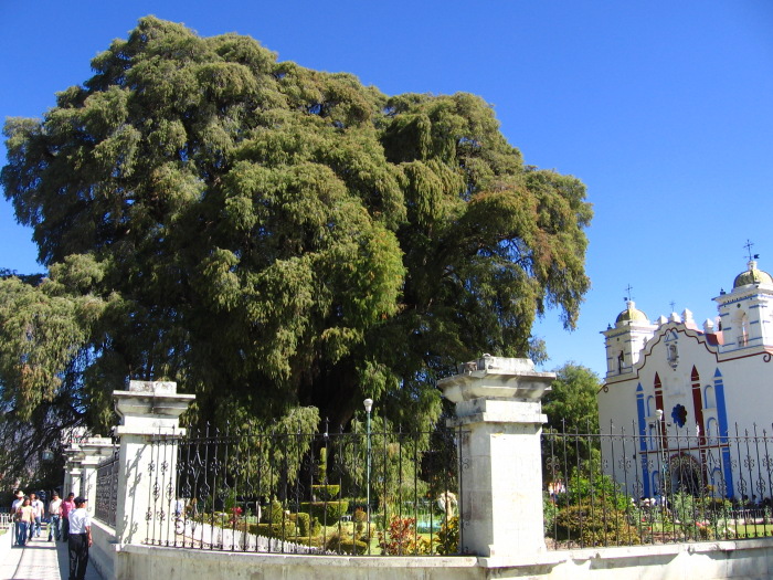 Albero La Tule - foto di Nicola Ulivieri