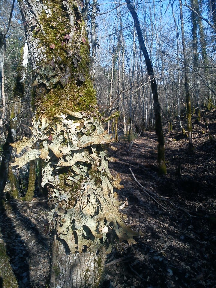 Lobaria pulmonaria