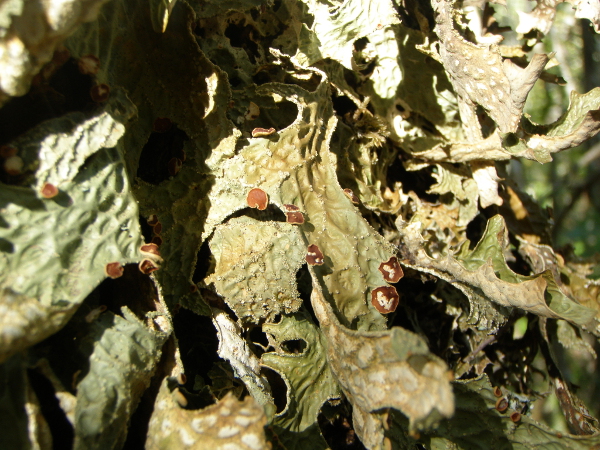 Lobaria pulmonaria