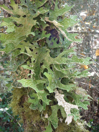 Lobaria pulmonaria