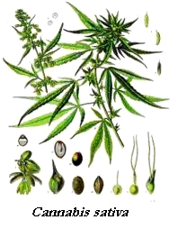 Cannabis sativa