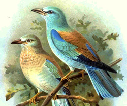Fonte: Wikimedia Common (autore: J. F. Naumann)