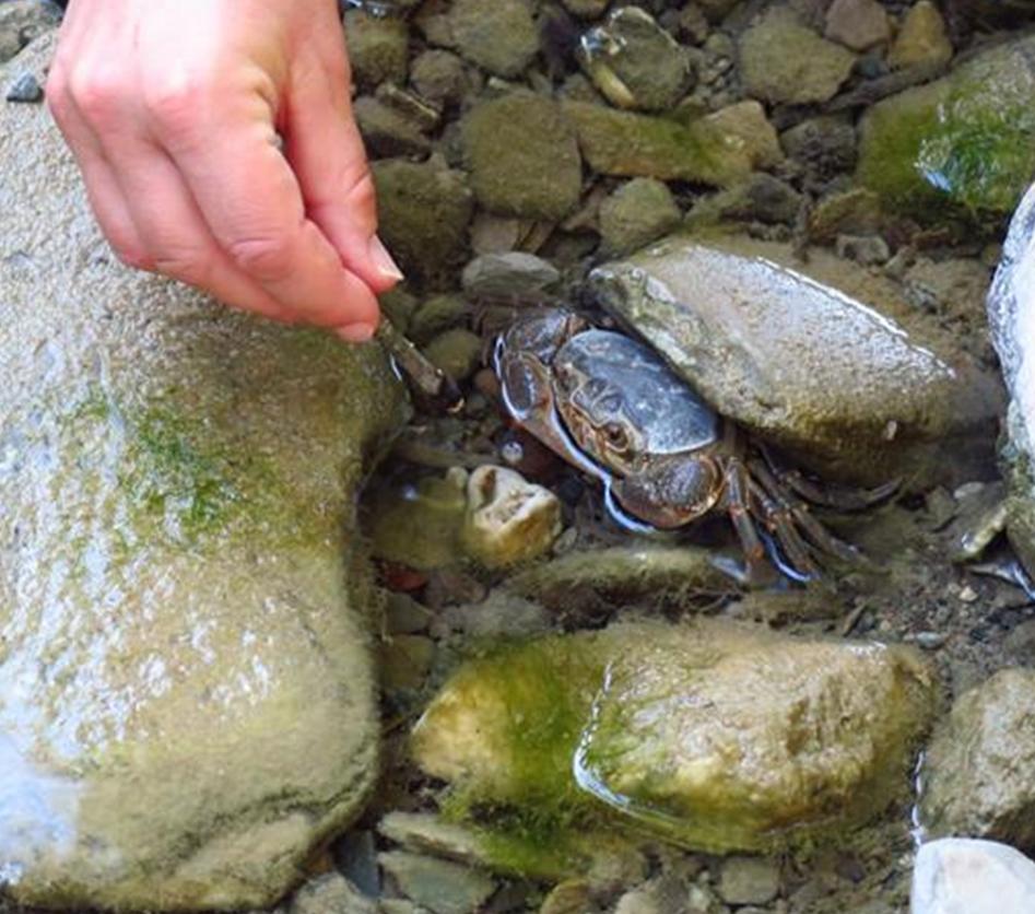 Granchio di fiume sul torrente Crevole