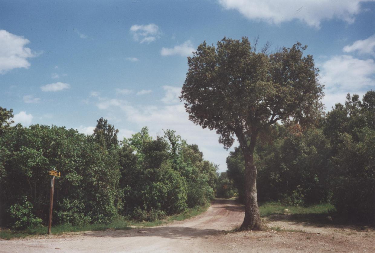 Il leccio di Casenovole nel 2003