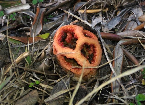 Clathrus ruber a Murlo - foto di Barbara Anselmi