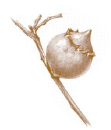 Galle - immagine tratta da http://www.treccani.it/enciclopedia/cinipidi/