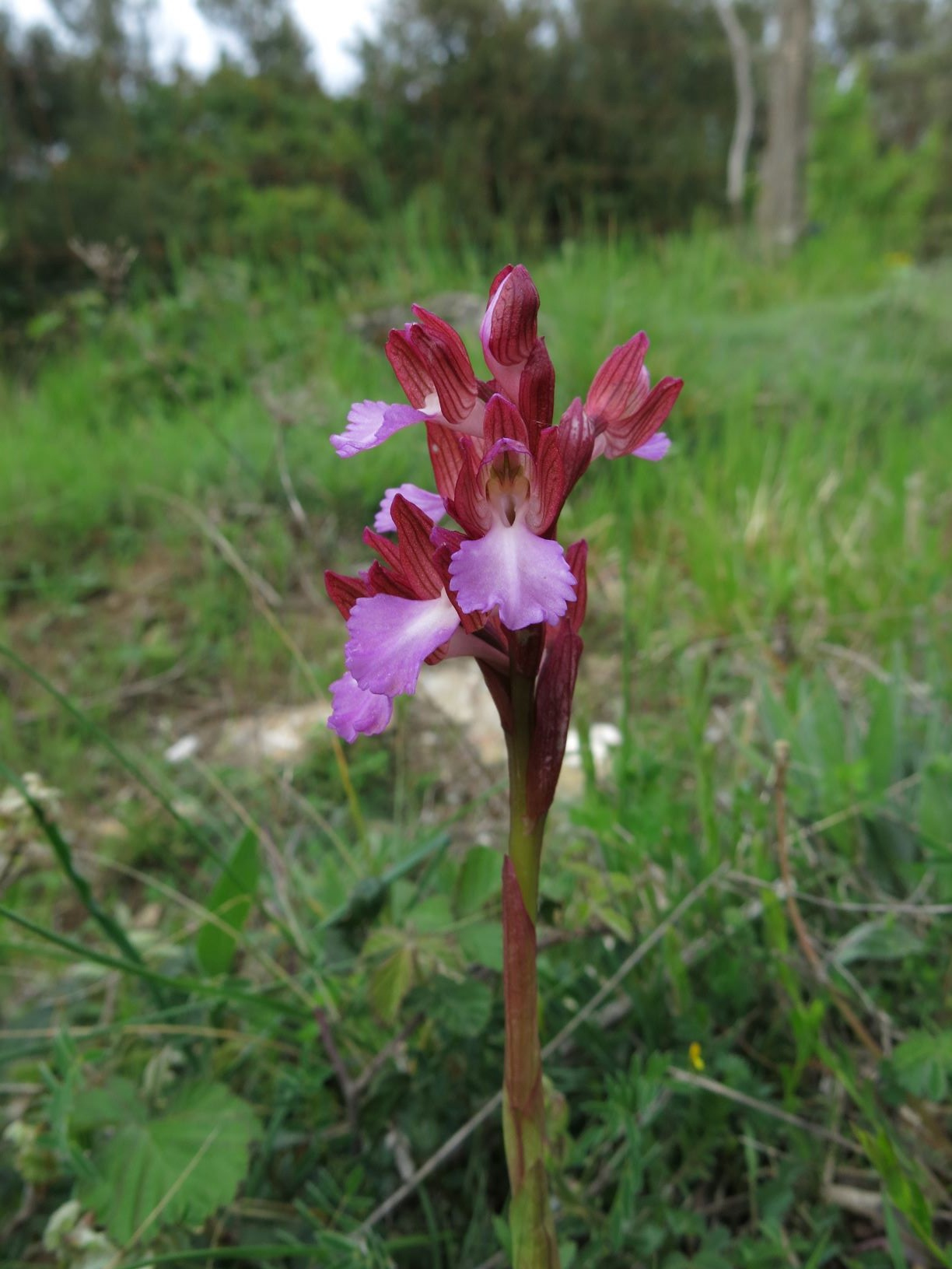 Anacamptis papilionacea a Murlo