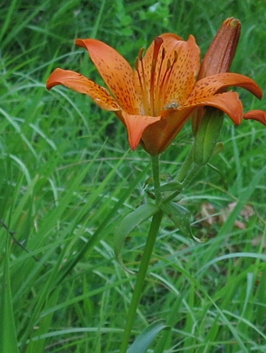 Lilium bulbiferum a Murlo (foto B. Anselmi)