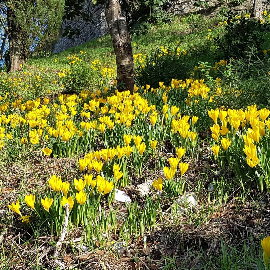 Fioritura di Sternbergia lutea a Murlo - foto di Martina Anselmi
