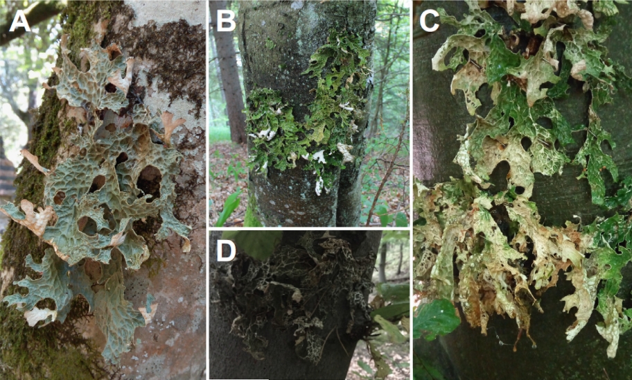 Lobaria pulmonaria - fig 2