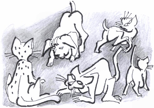 Cani & Gatti - disegno di Luciano Scali