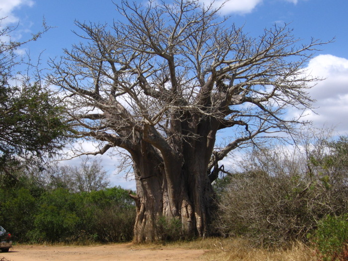 Baobab Kruger - foto di Nicola Ulivieri