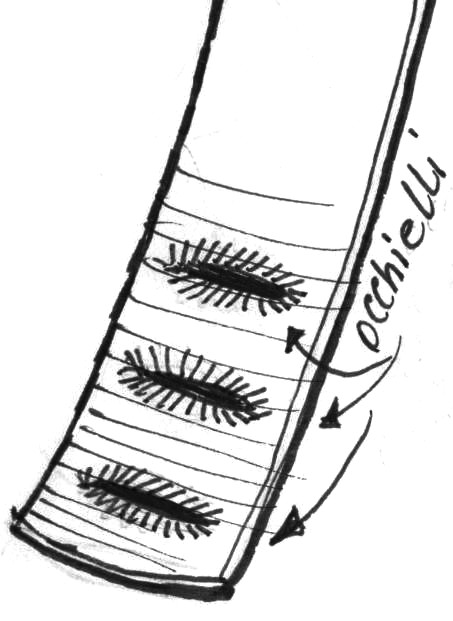 Occhielli sulla danda - disegno di Luciano Scali