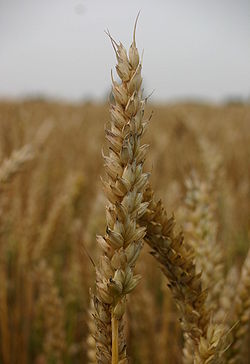 Triticum aestivum