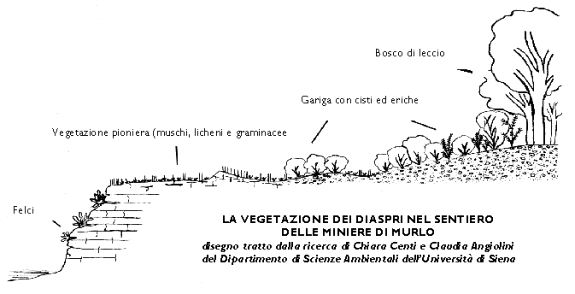 Vegetaizone diaspri