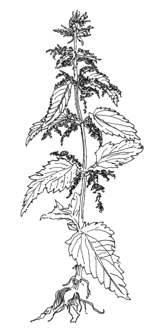 Urtica dioica