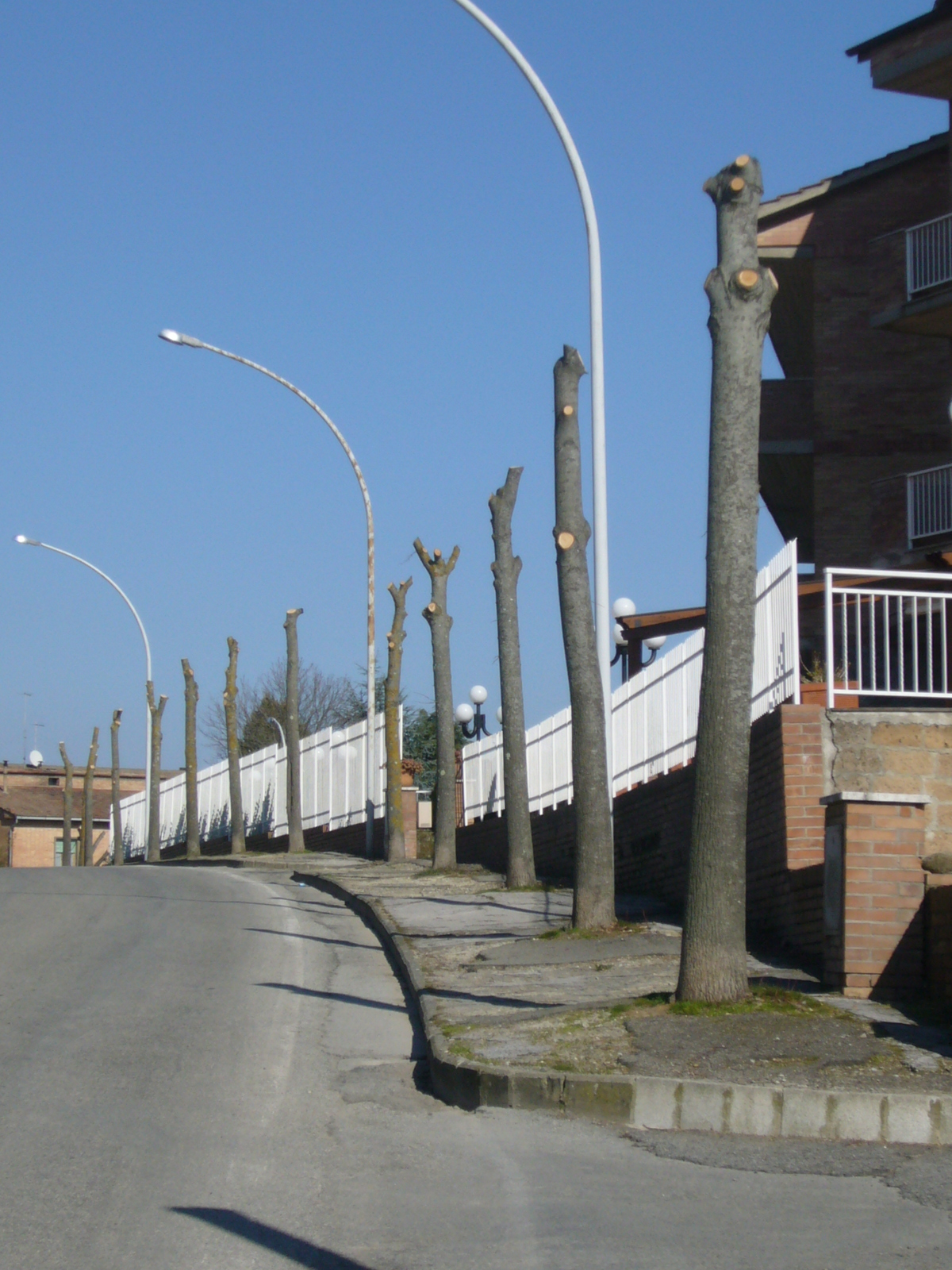 Capitozzatura dei tigli a Vescovado di Murlo (2008)