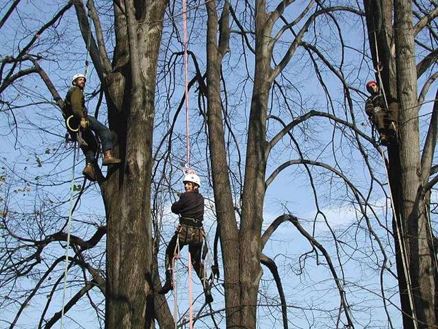 Treeclimbing (foto da www.treeclimbing.it)
