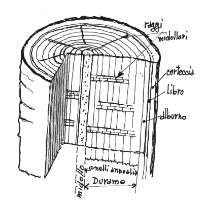 Sezione tronco - disegno di Luciano Scali